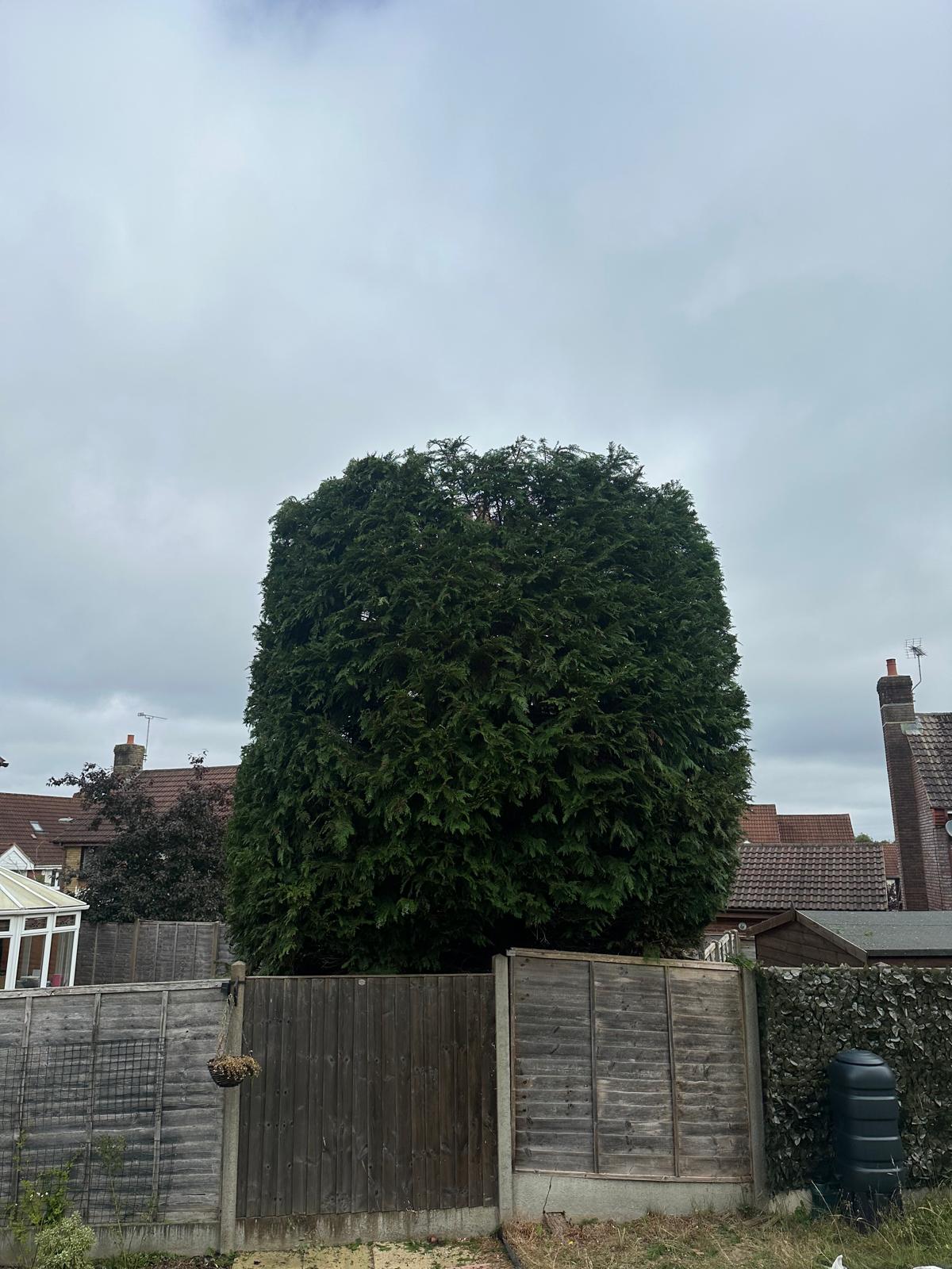Stump grinding and site clearance in West Sussex