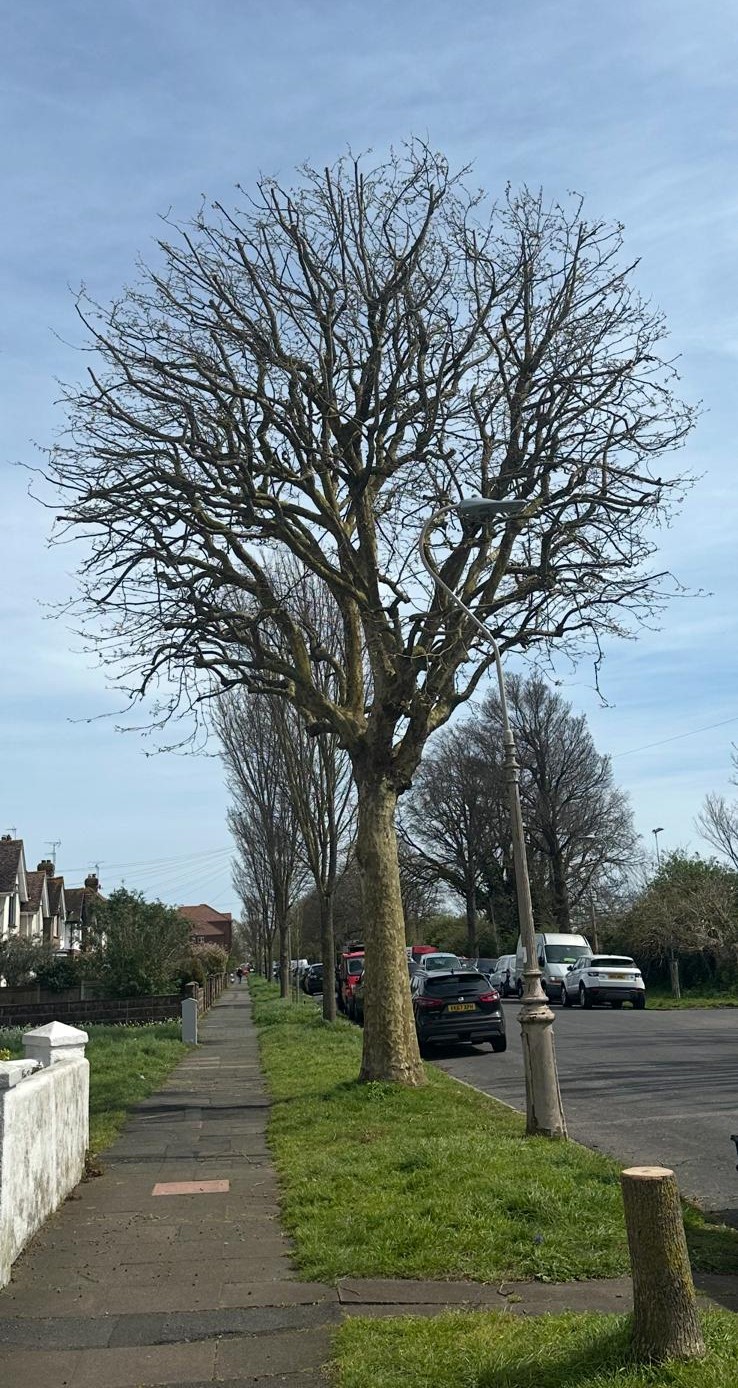 Crown reduction and thinning by Edwoods Tree Care