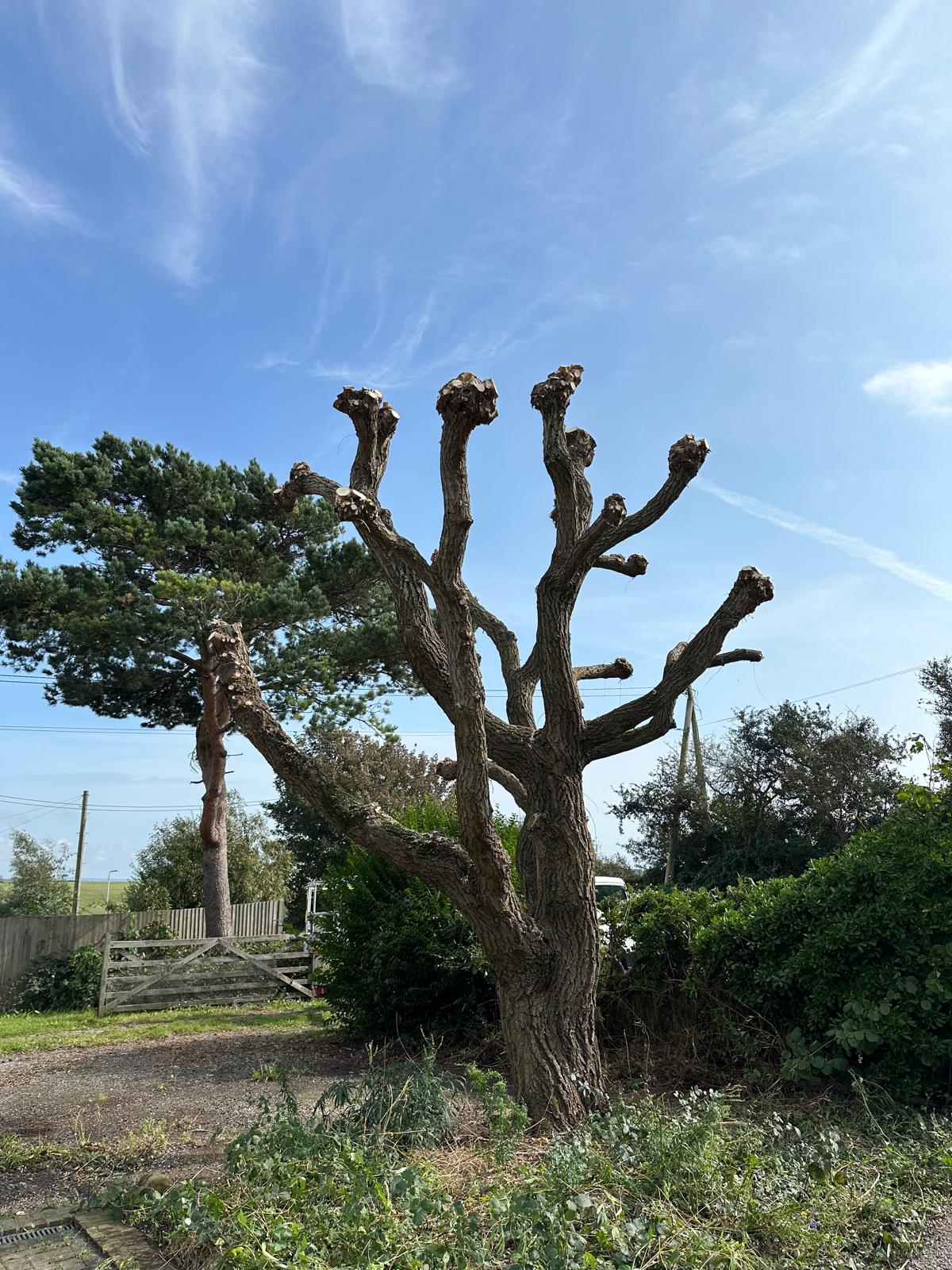 Tree surgery and maintenance in Crawley area