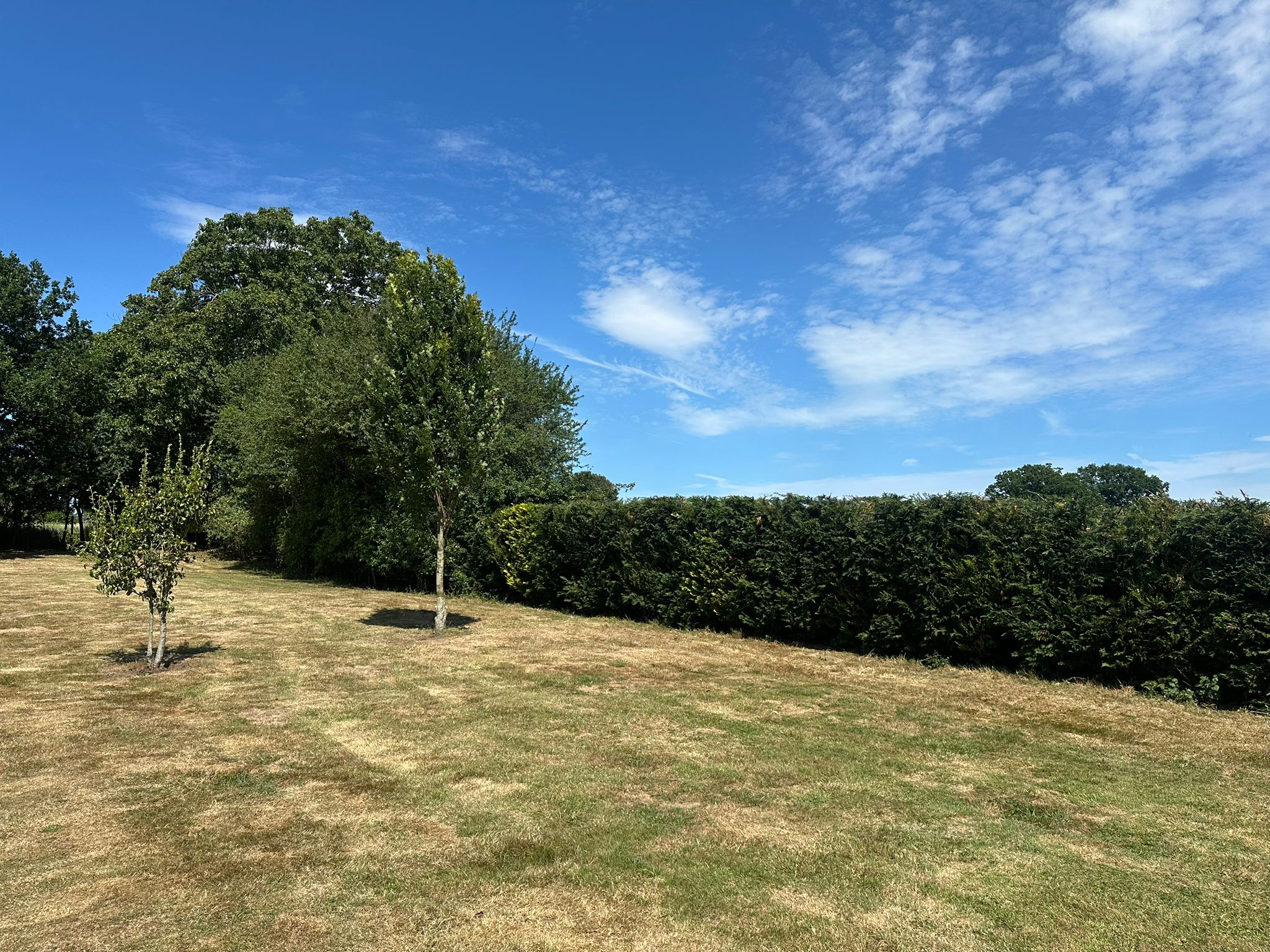 Before and after tree trimming project in West Sussex